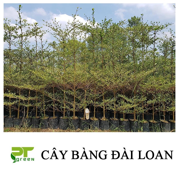 Cây Bàng Đài Loan | Những vị trí phù hợp trồng cây Bàng Đài Loan
